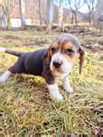 beagle olx|beagle • Anunturi gratuite • OLX.ro.